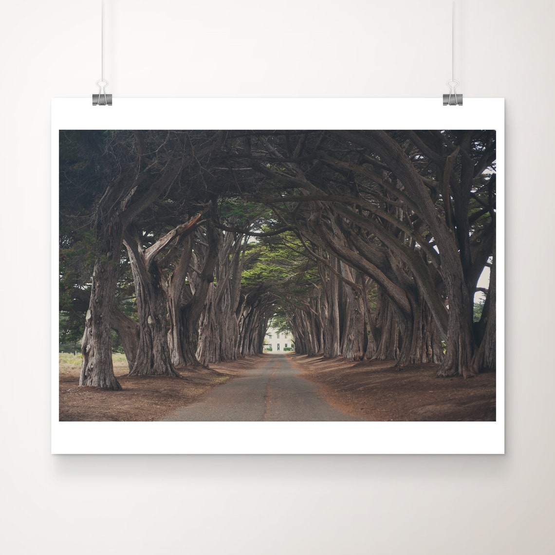 Cypress Tree Tunnel Point Reyes California Photograph Poster