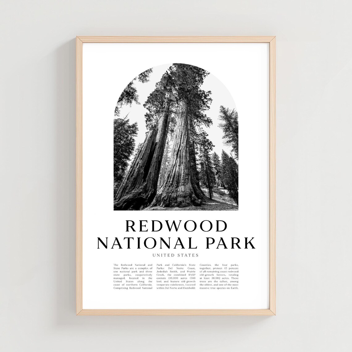 Redwood National Park Giant Trees Black White Forest Photo Poster