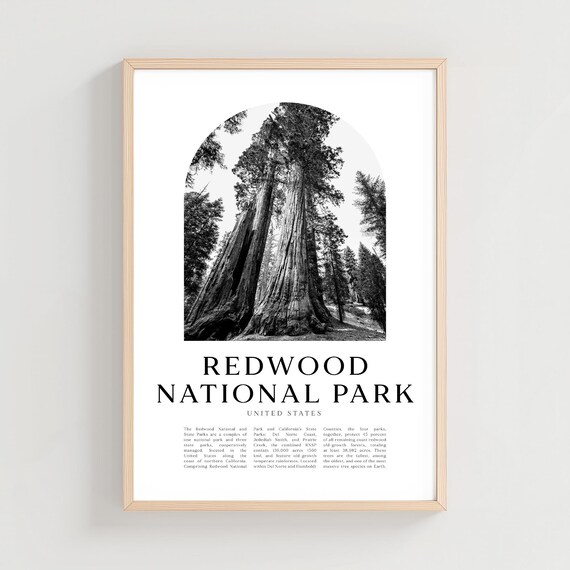Redwood National Park Giant Trees Black White Forest Photo Poster