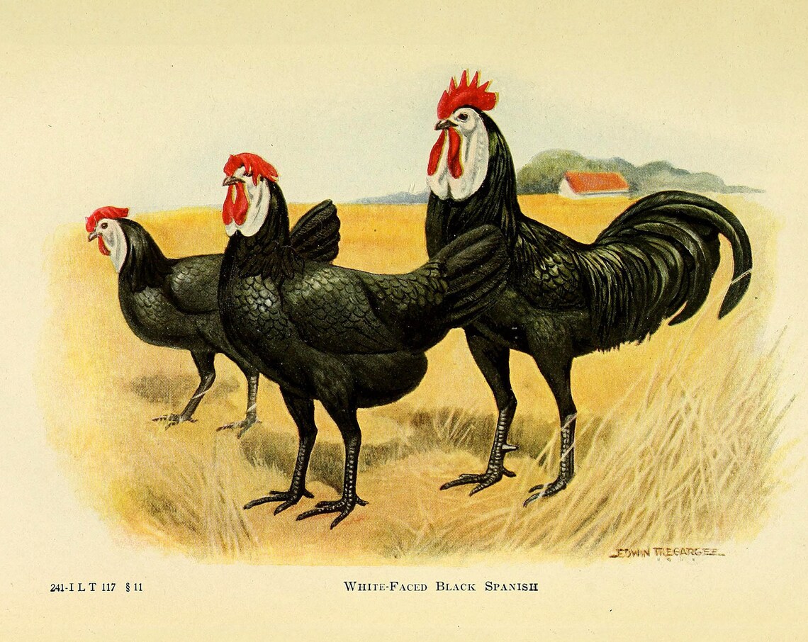 Spanish Chicken Vintage Lithograph, Travel Poster