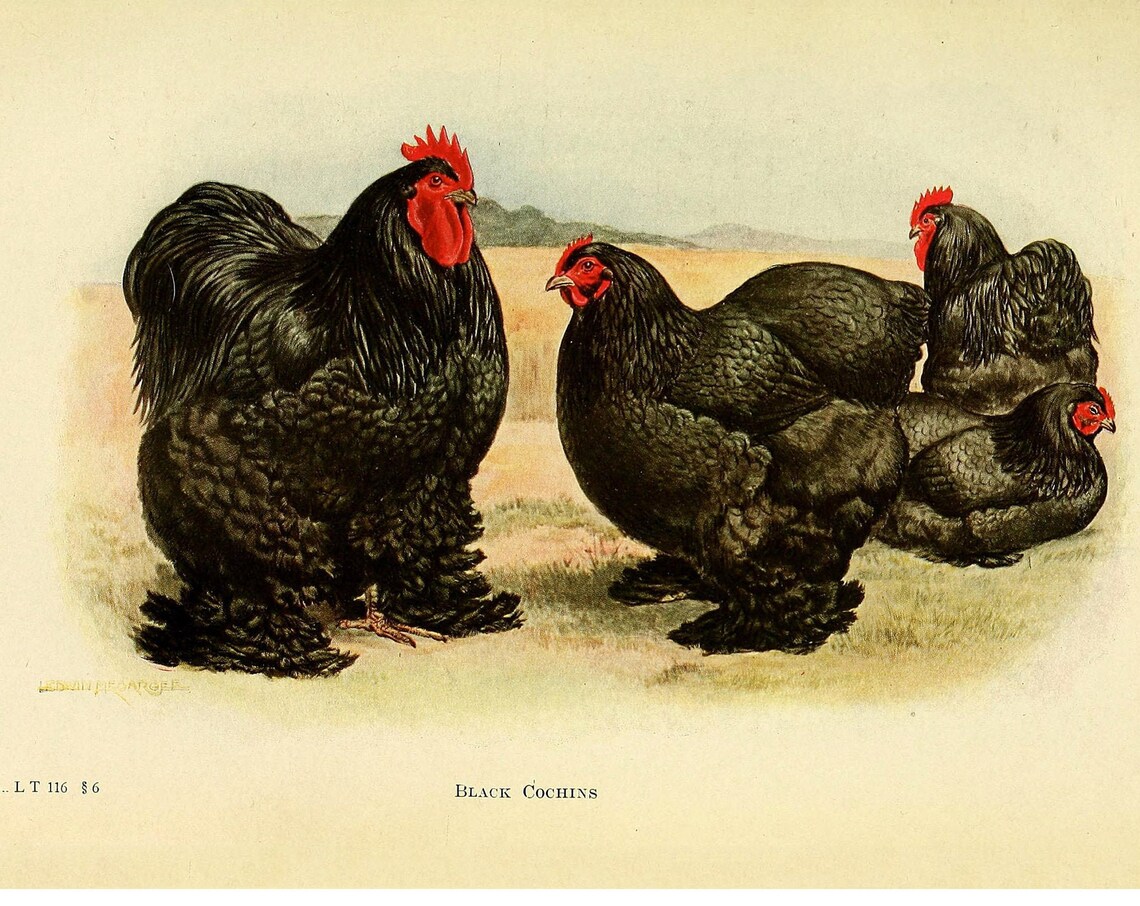 Cochin Chicken Vintage Lithograph Bird Art Print