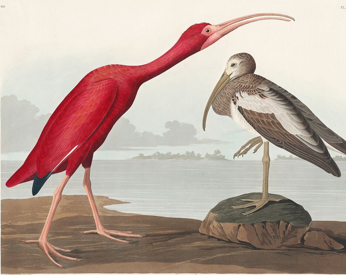Scarlet Ibis Audubon 1827 Birds of America Vintage Artwork Poster