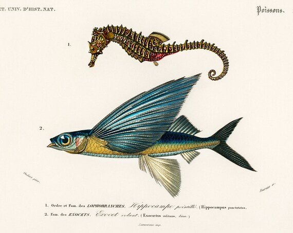 Seahorse And Oceanic Flying Fish 1892 Antique Lithograph By Charles Dessalines D Orbigny Giclee Print Framedunframed