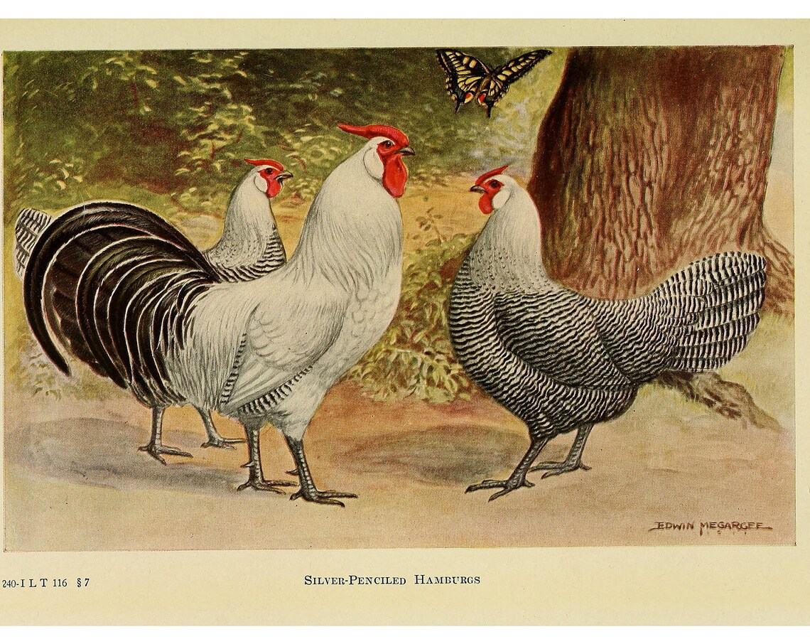 Antique Silver Penciled Hamburg Chickens Vintage Poultry Poster