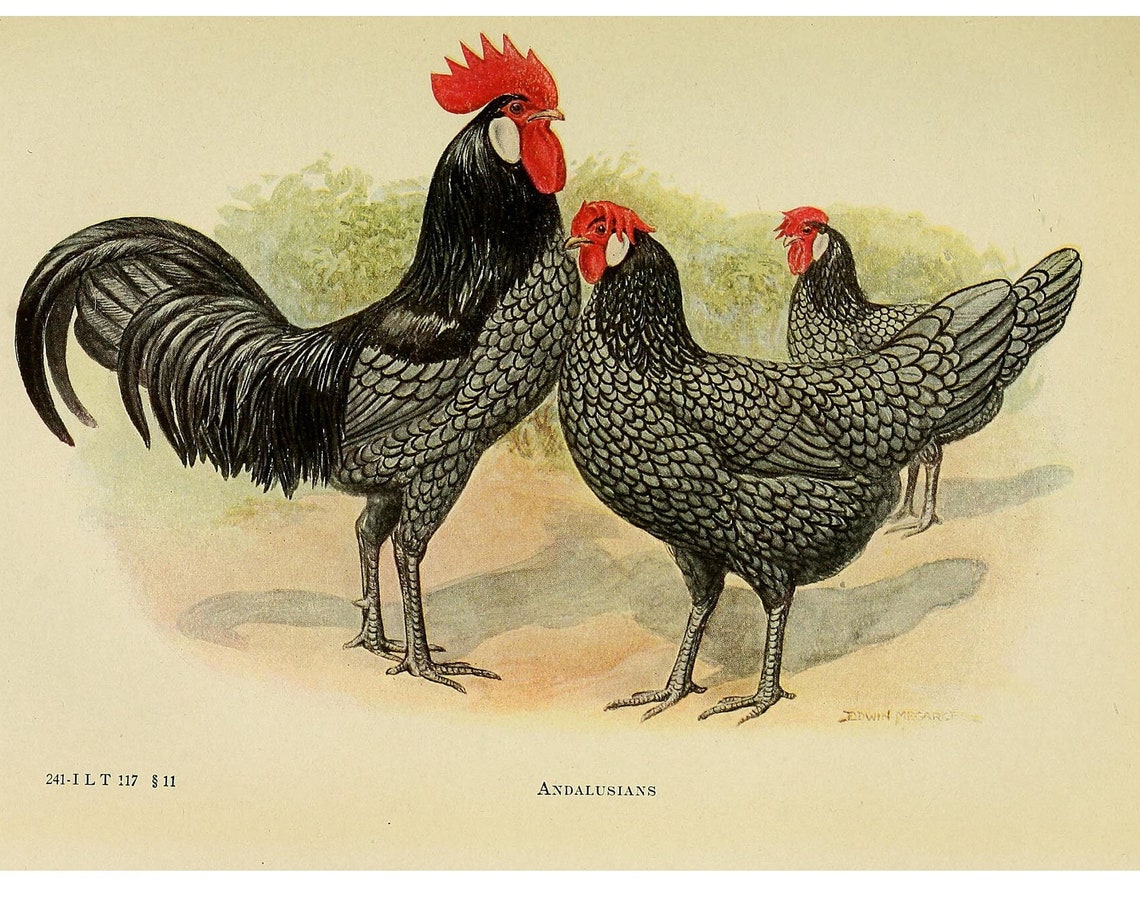 Silver Blue Andalusian Chickens Vintage Poultry Breed Poster