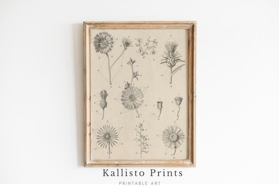 Vintage Botanical Flower Illustration Antique Floral Print Scientific Art Rustic Herbarium Wall Decor Study192
