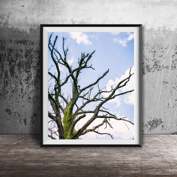 Dead Tree Branches Nature Landscape, Forest Trees