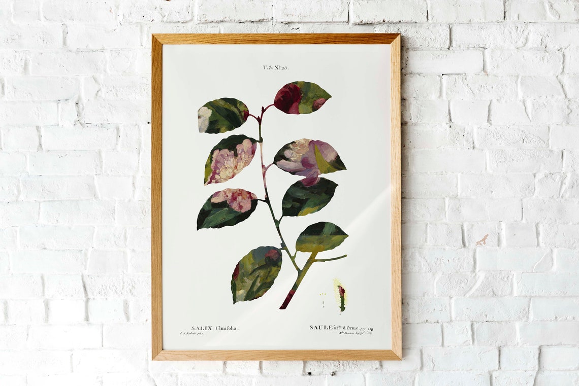Salix Ulmifolia Vintage Botanical Willow Branch Illustration Poster - Image 3