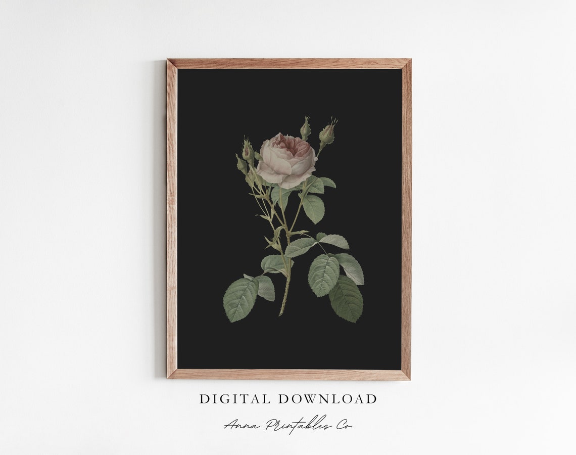 Blush Pink Rose on Black Vintage Botanical Illustration Decor Poster