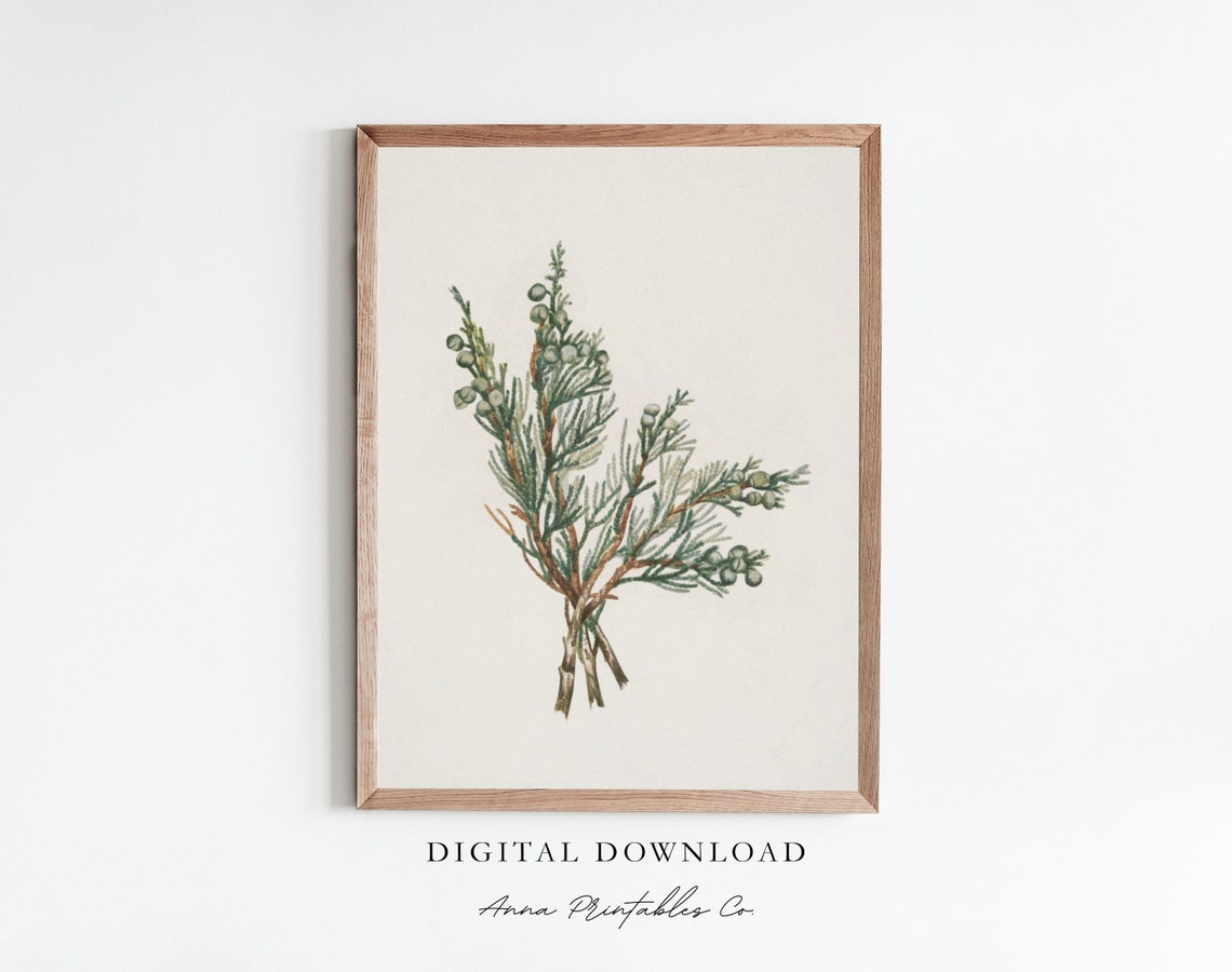 Juniper Berry Branch Botanical Illustration Evergreen Poster