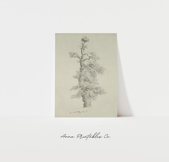 Antique Tree Sketch Vintage Rustic Drawing Wall Art 1800s Wall Art Cottage Farmhouse Aesthetic Home Decor