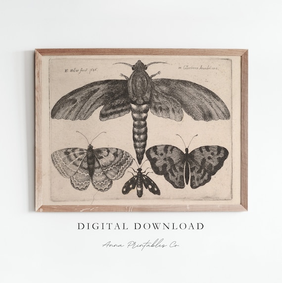 Vintage Butterfly and Moth Illustration Art Print