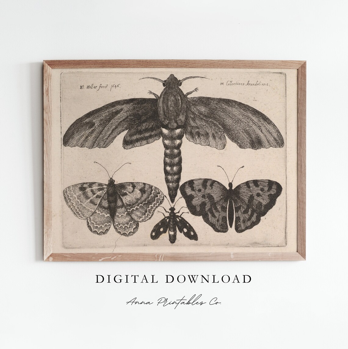 Vintage Butterfly and Moth Illustration Art Print