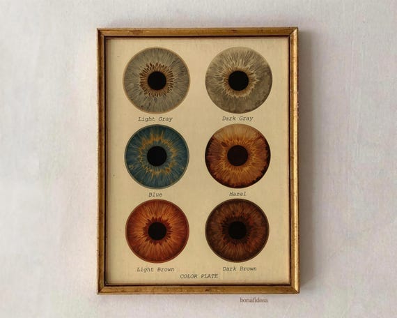 Vintage Eye Color Chart Iris Illustration Scientific Anatomy Wall Art Science Poster