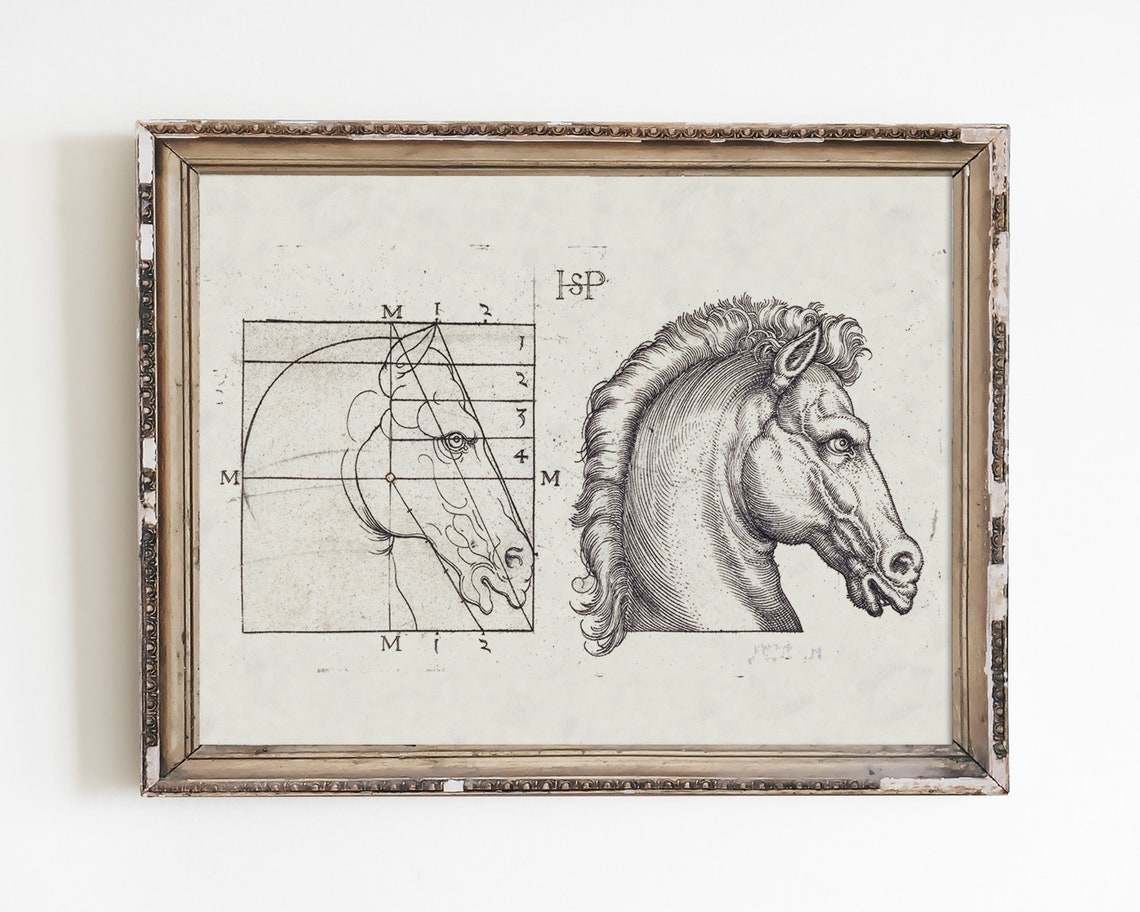 Vintage Horse Head Study Engraving Anatomy Drawing Art Poster