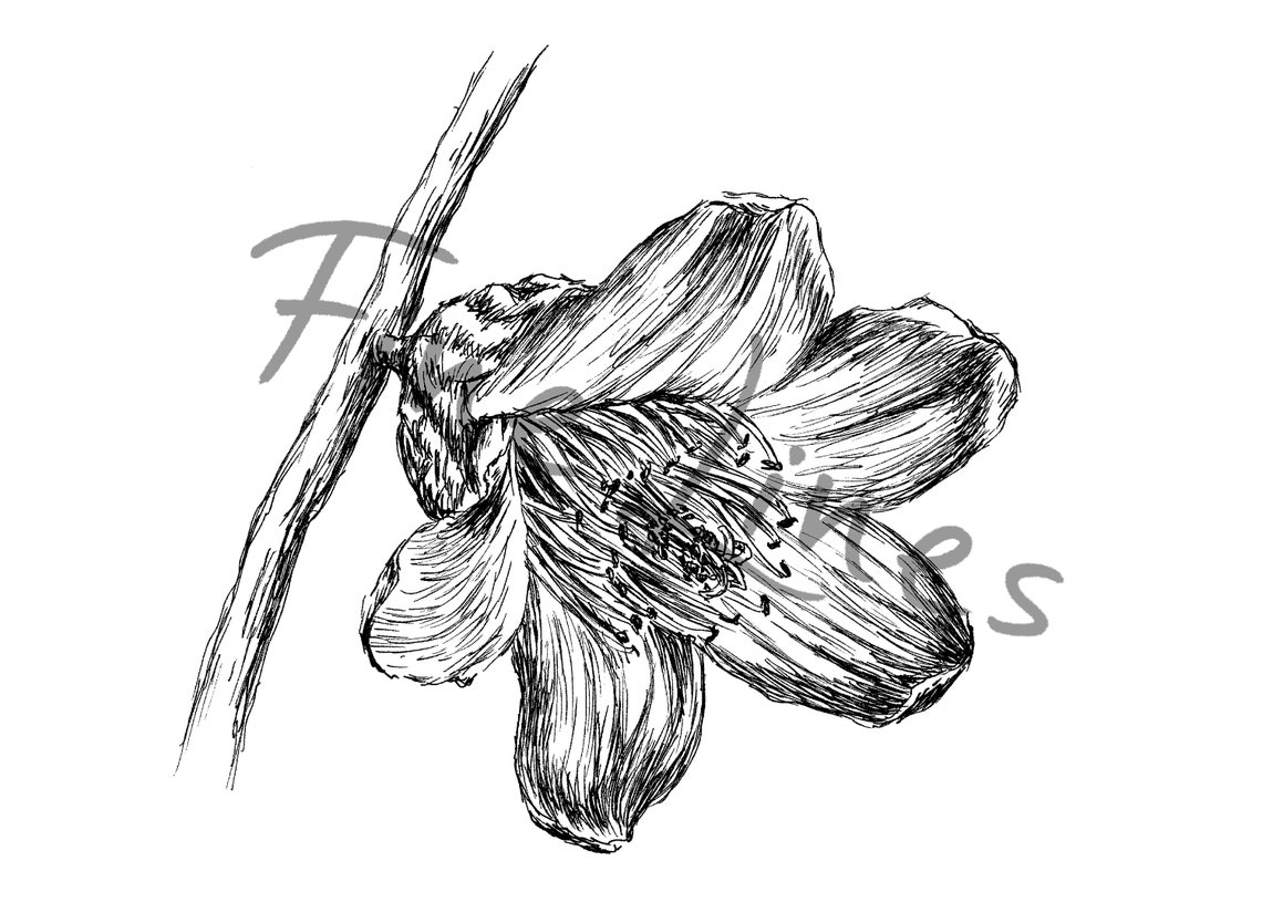 Black and White Flower Pen Sketch Botanical Line Drawing Poster - Image 2