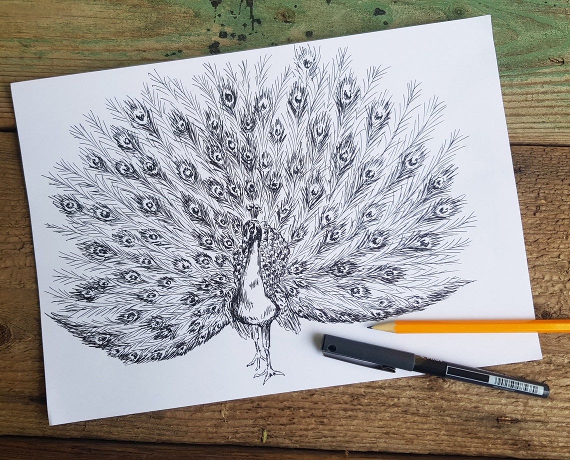 Black and White Peacock Full Display Ink Drawing Nature Art Poster