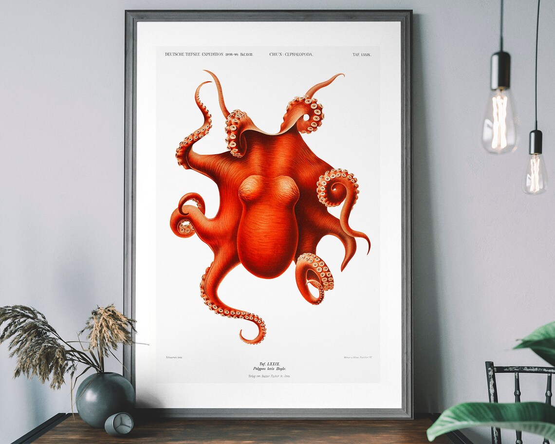 Vintage Octopus Art Print, Antique Ocean Diagram