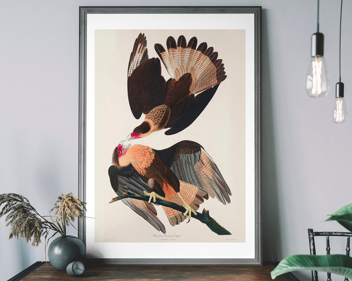 Brazilian Eagle Vintage Art Print, Audubon Decor