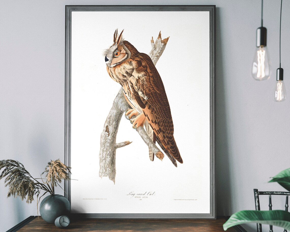 Audubon Long Eared Owl Antique Birds Of America Bird Art Poster