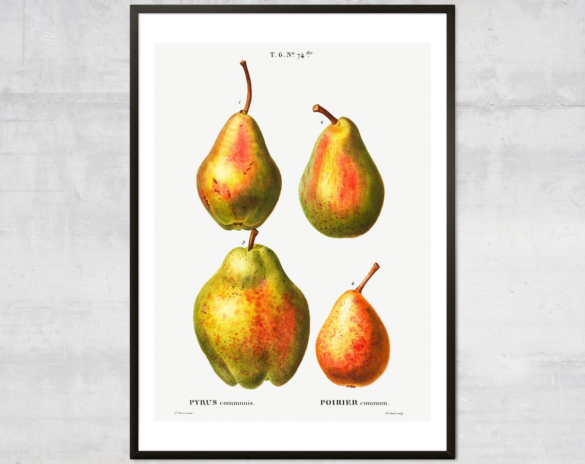 Vintage Pears Fruit Diagram Botanical Art Print