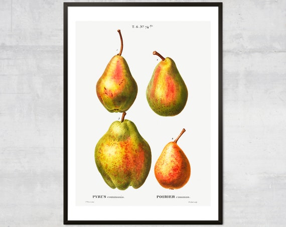 Vintage Pears Fruit Diagram Botanical Art Print