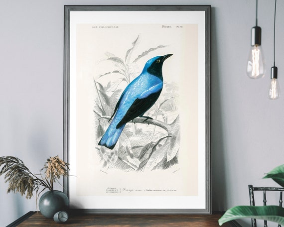 Blue Drongo Vintage Bird Art Print Audubon Poster Antique Tropical Illustration Birds Of America Decor