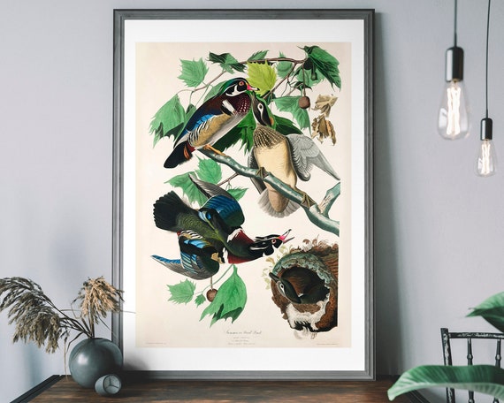 Wood Duck Vintage Art Print Audubon Poster Antique Bird Illustration Birds Of America Decor