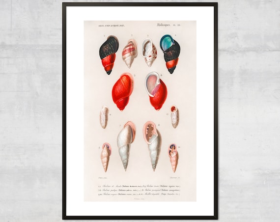Vintage French Natural History Mollusc Shell Chart Plate 20 Poster