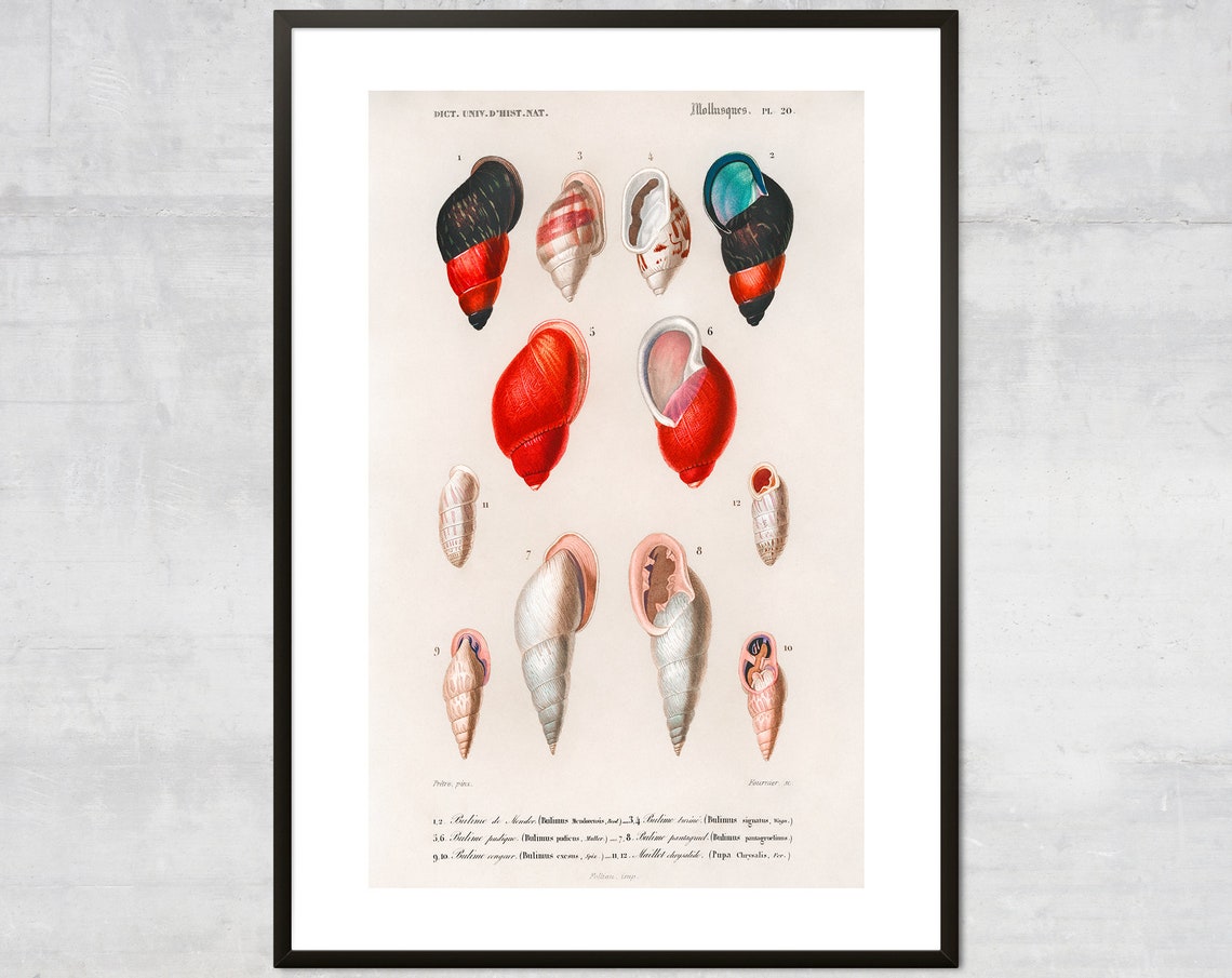 Vintage French Natural History Mollusc Shell Chart Plate 20 Poster