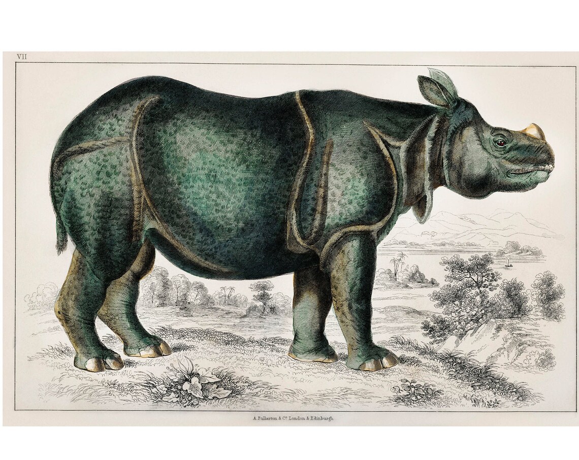 Antique Hand Colored Rhinoceros 1820 Natural History Lithograph Poster