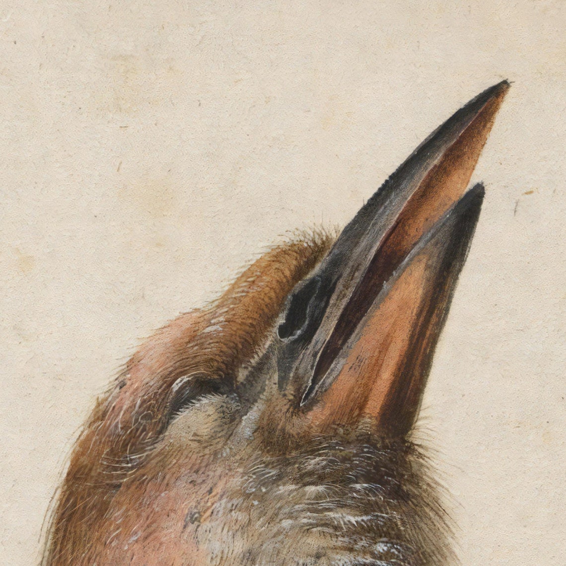 Albrecht Durer Dead Blue Roller 1512 Natural Bird Study Poster - Image 3