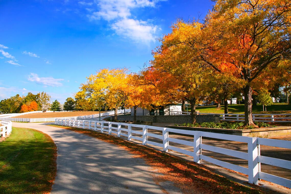 White Fence Horse Farm Lane with Golden Autumn Trees Photo Poster - Image 5