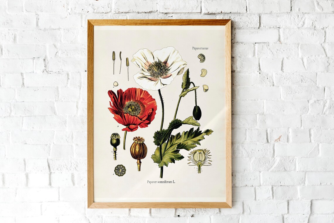 Vintage Red Poppy Lithograph Botanical Art Print