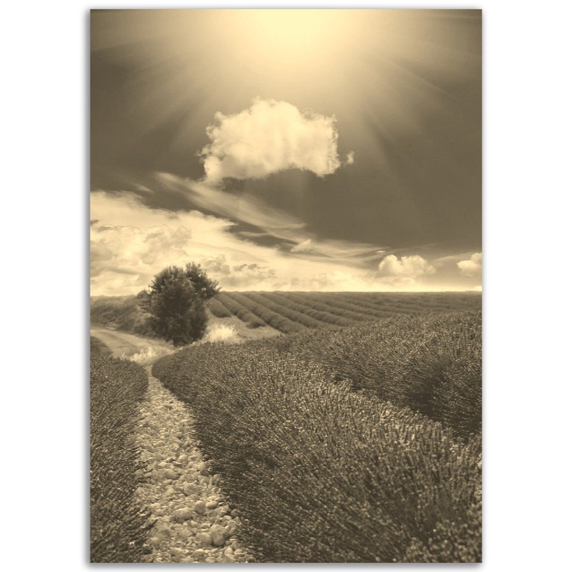 Provence France Sepia Lavender Field Sunset Landscape Poster
