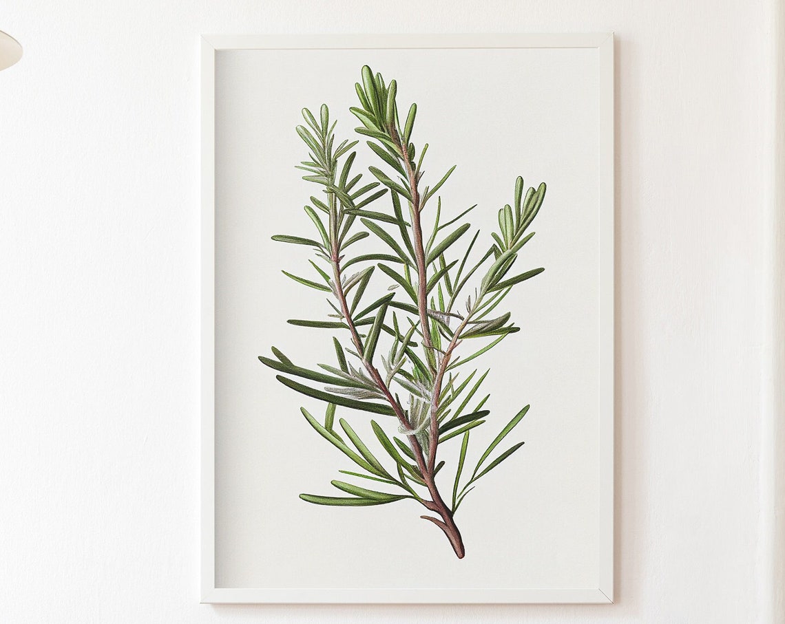 Rosemary Sprig Vintage Herb Botanical Illustration Kitchen Wall Art