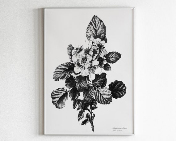 Black And White Botanical Prints Art Modern Farmhouse Style Vintage Illustration Entryway Wall Decor