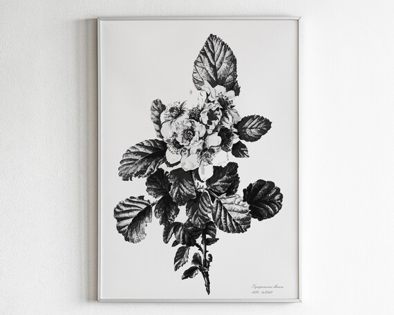 Black and White Vintage Floral Botanical Illustration Poster