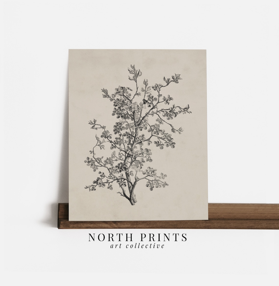 Antique Botanical Sketch, Vintage Neutral Farmhouse Print