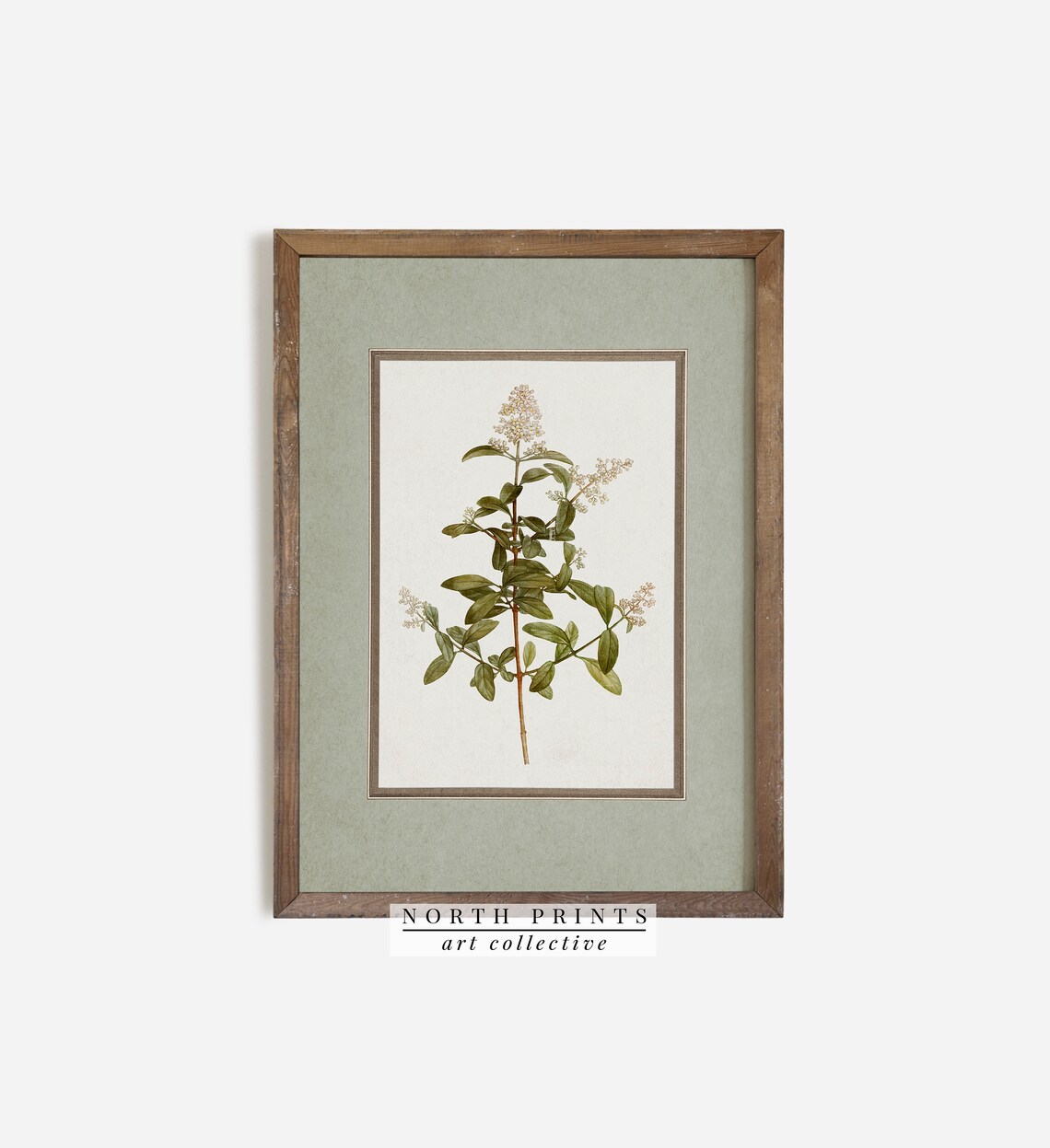 Vintage Botanical Plant Illustration Art Print - Image 2
