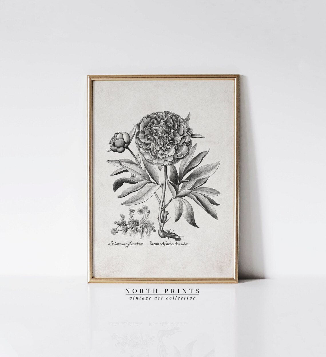 Antique Peony Sketch, Rustic Botanical Drawing