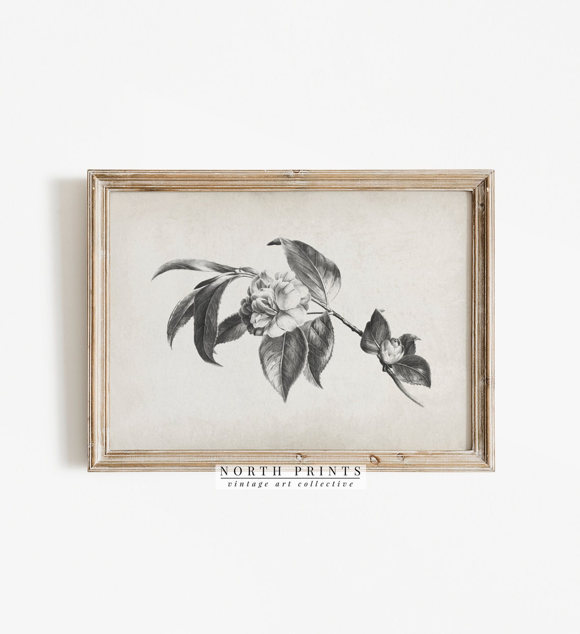 Vintage Camellia Flower Charcoal Drawing Botanical Sketch Print - Image 3