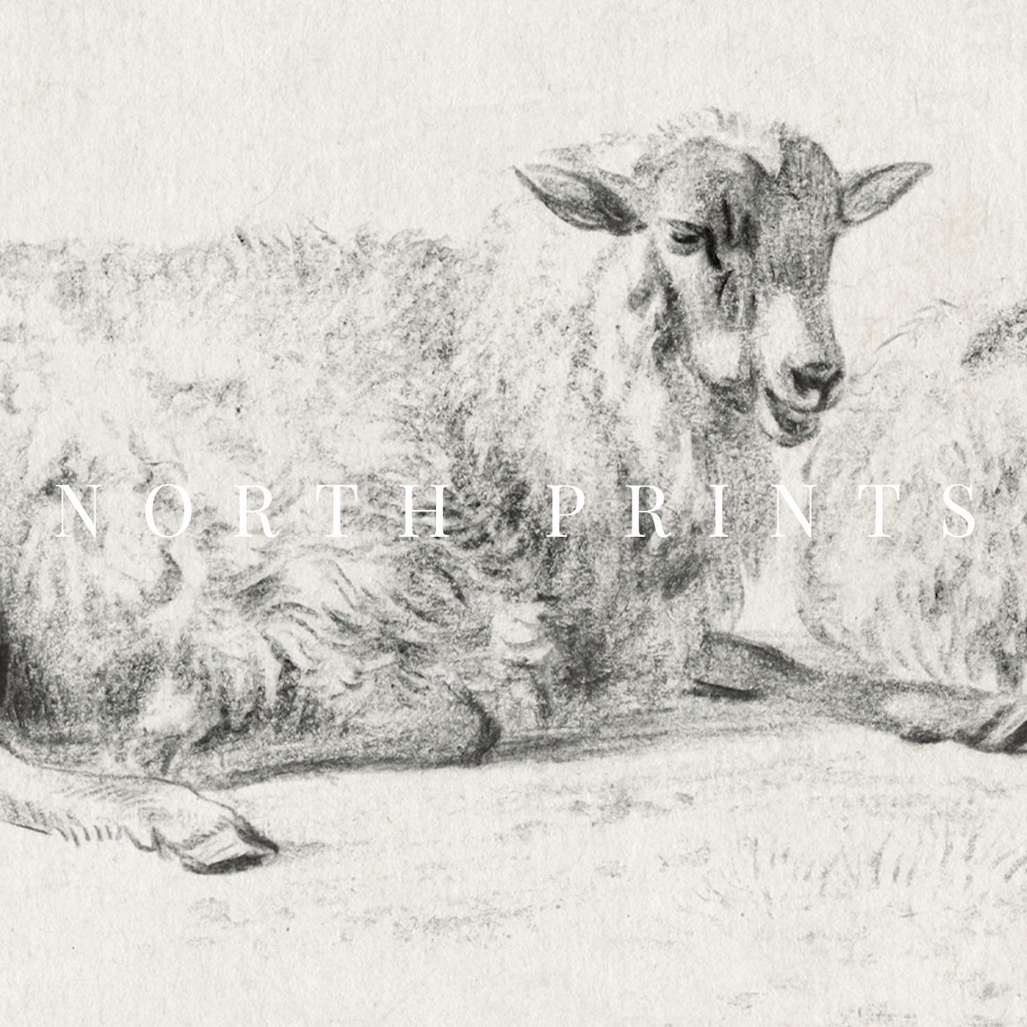 Antique Resting Sheep Pencil Sketch Two Lambs Neutral Art Print - Image 2