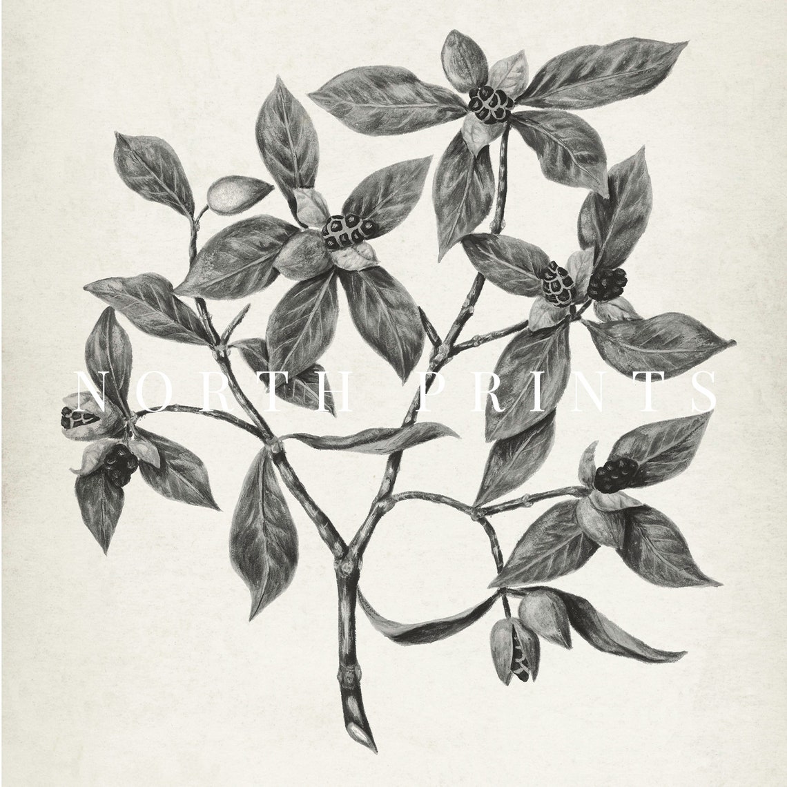 Black White Berry Branch Botanical Drawing Vintage Plant Sketch Print - Image 2