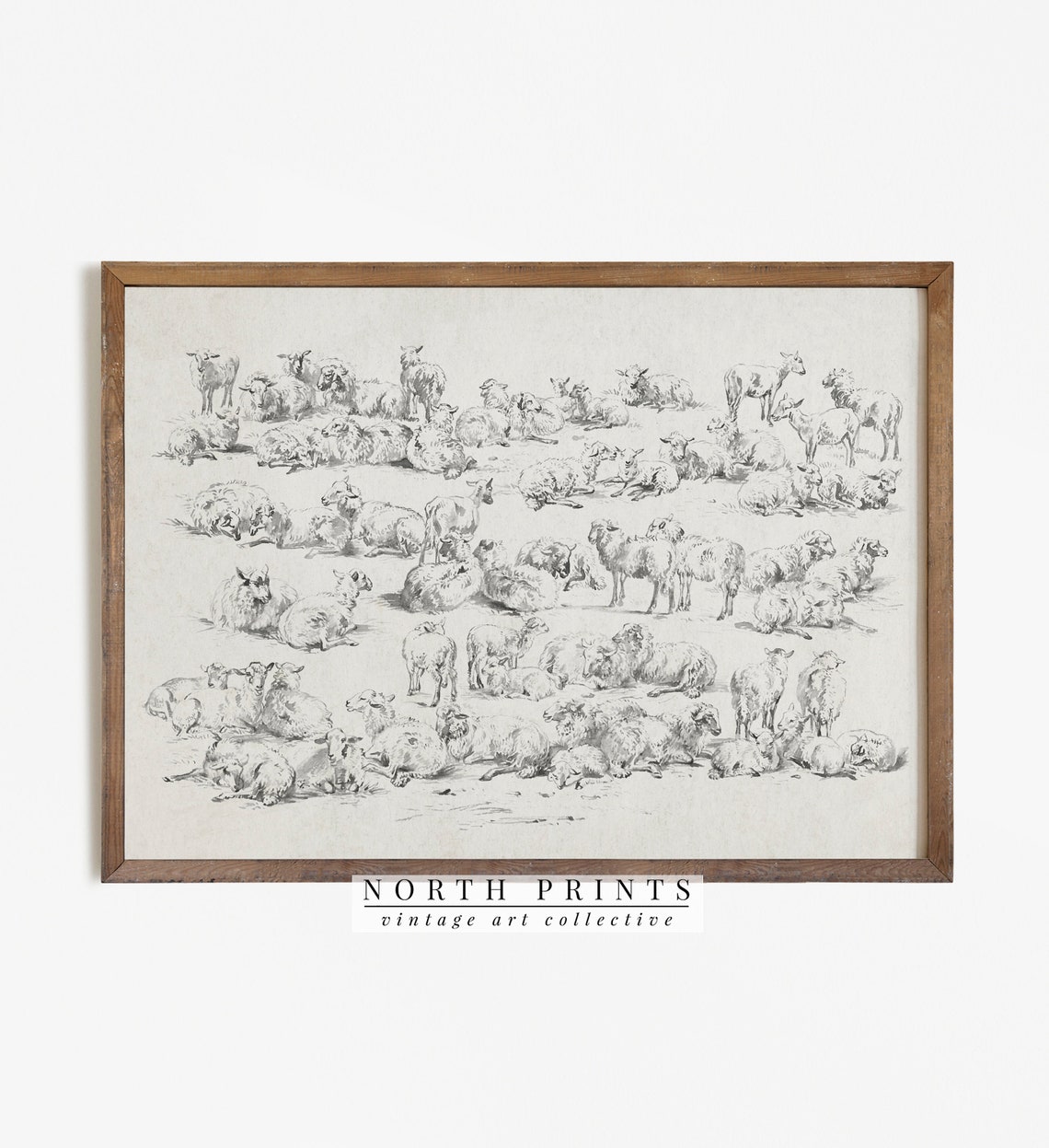 Flock of Sheep Study Drawing Antique Pencil Sketch Animals Wall Art