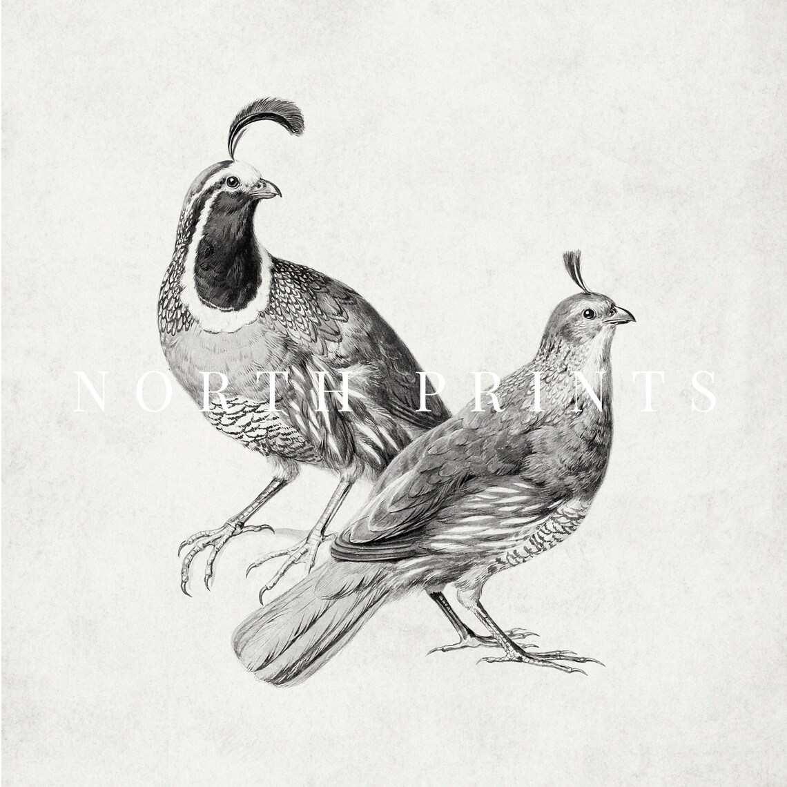 Vintage Quail Drawing, Neutral Farmhouse Art Print - Image 2