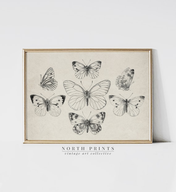 Vintage Butterfly Illustration Sketch Nursery Art Print