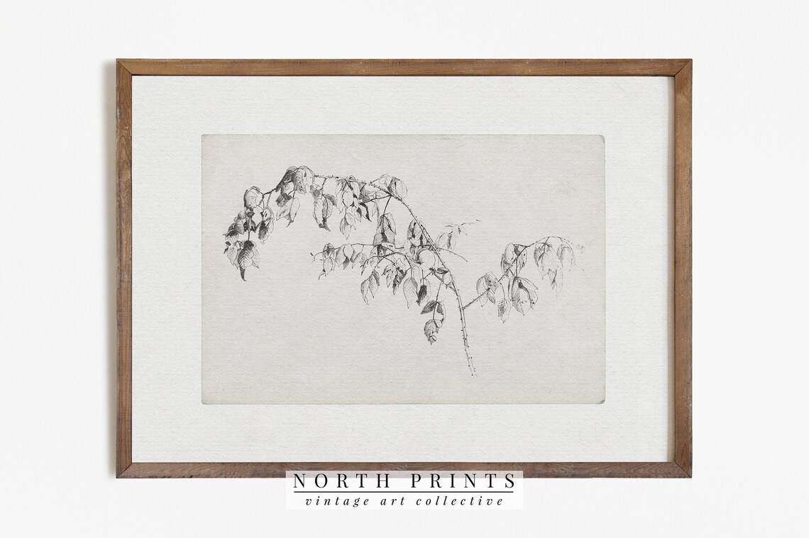 Vintage Branch Sketch Art Print, Nature Study