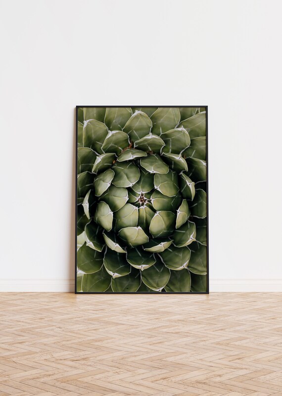 Green Agave Rosette Spiral Leaves Top Down View Photo Art Poster