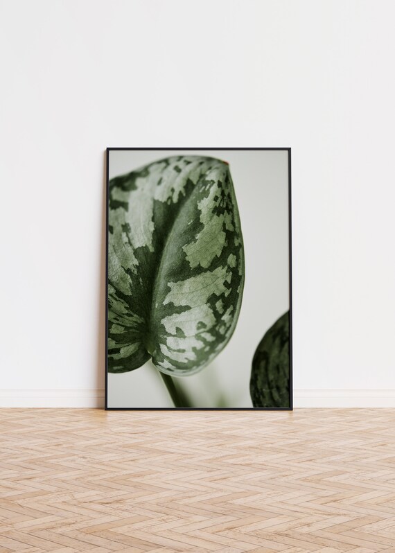 Watermelon Peperomia Leaf Macro Green Botanical Photo Poster